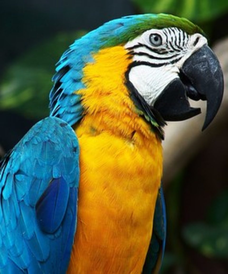 uschinatrip.com-Brazil-parrot-1218241__340