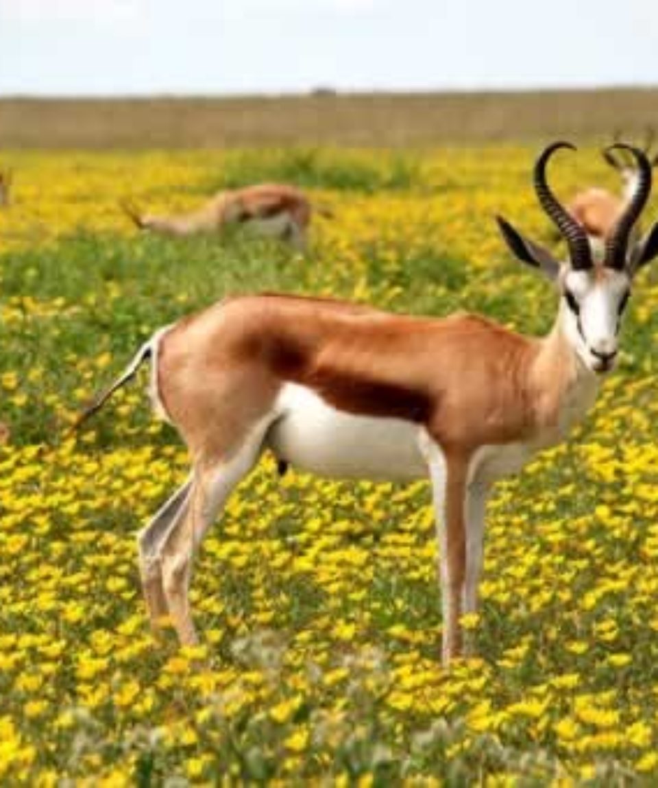 uschinatrip.com-africa-antelope-425161__340