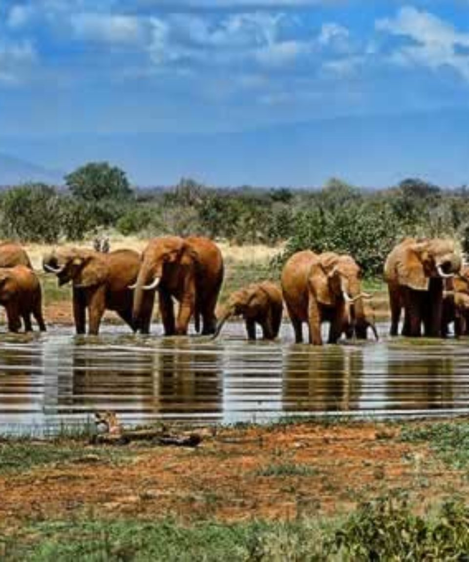 uschinatrip.com-africa-elephant-1065632__340