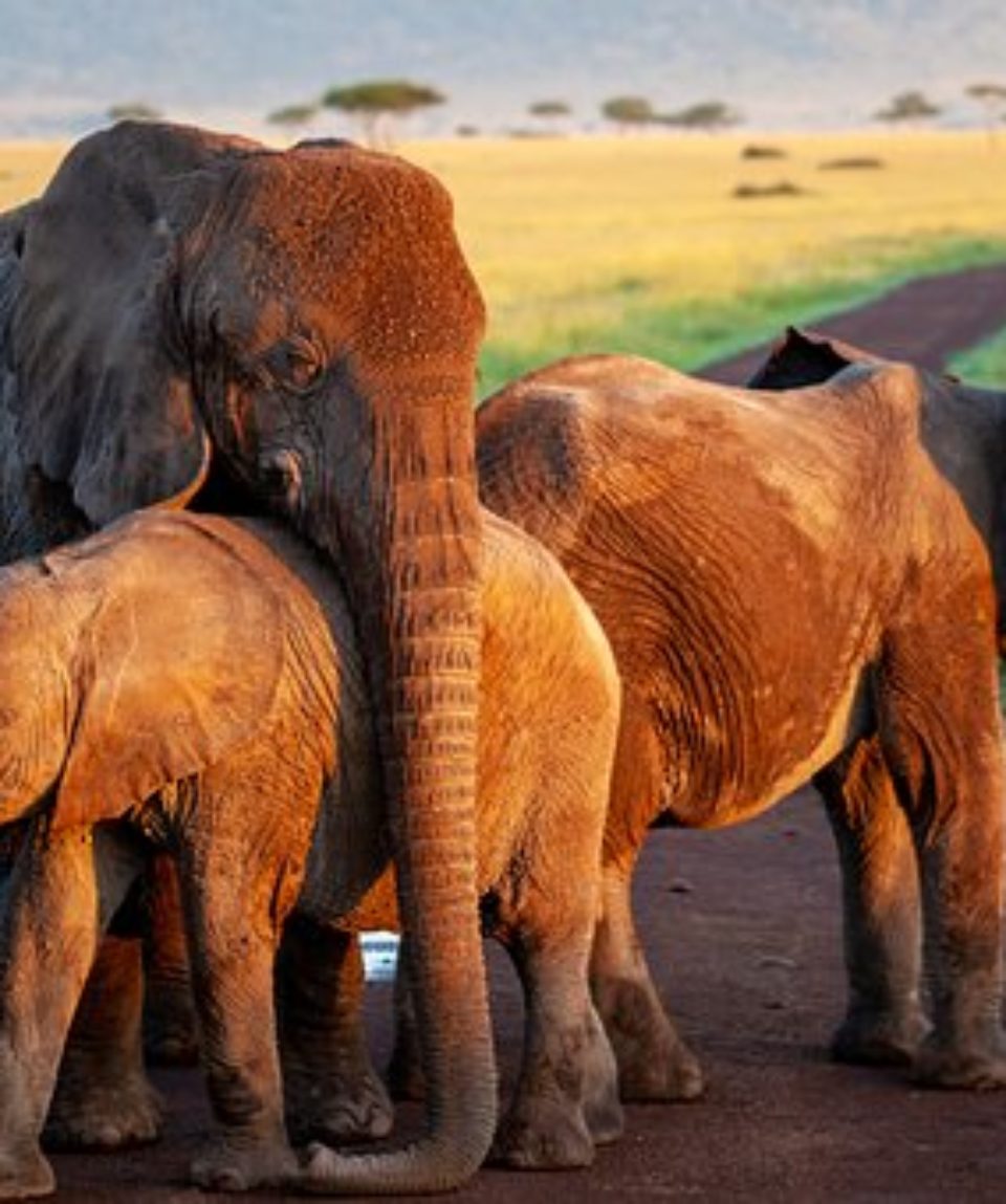 uschinatrip.com-africa-elephant-4120822__340