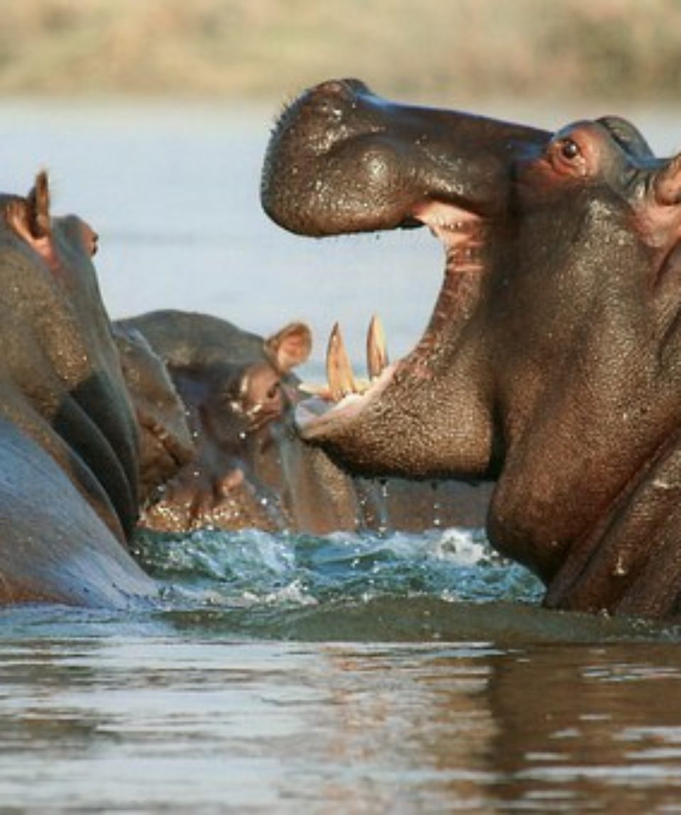uschinatrip.com-africa-hippopotamus