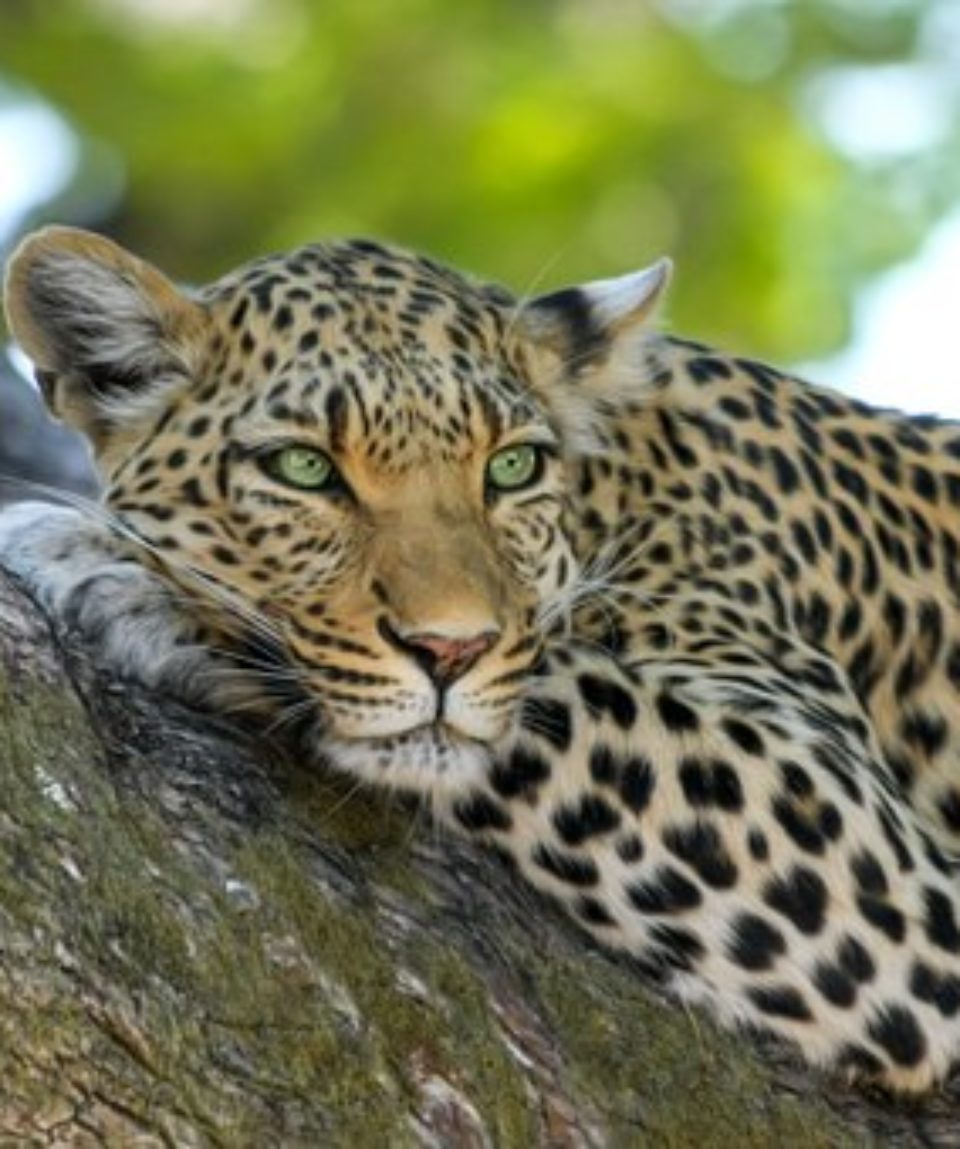 uschinatrip.com-africa-leopard