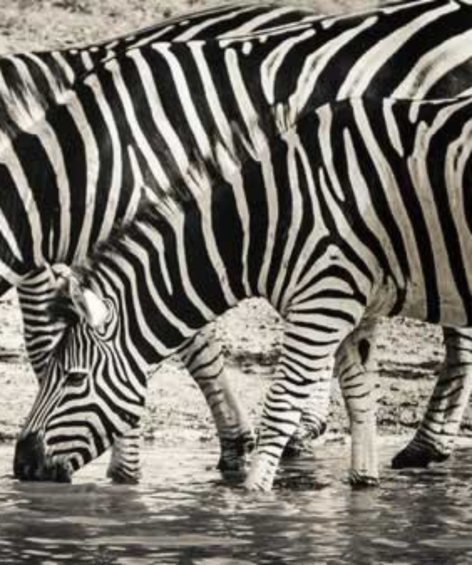 uschinatrip.com-africa-zebra