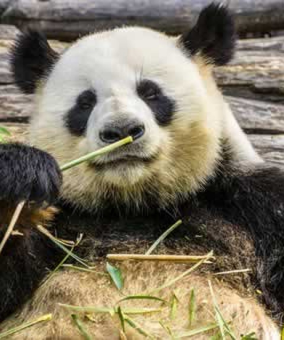 uschinatrip.com-china-panda-3555554__340