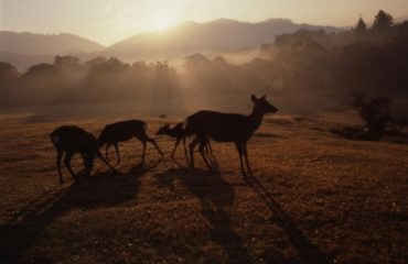 uschinatrip-japan-deer