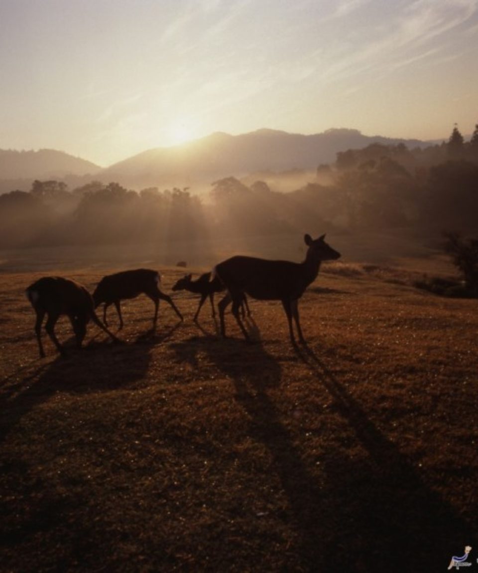 uschinatrip-japan-deer